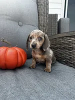 Oscar, a male Miniature Dachshund for sale in North Fairfield, OH – 5 of 6