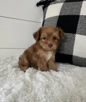 Tobby, a male Yorkipoo for sale in North Fairfield, OH – 2 of 4