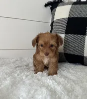 Tobby, a male Yorkipoo for sale in North Fairfield, OH – 3 of 4