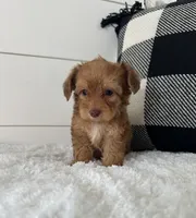 Tobby, a male Yorkipoo for sale in North Fairfield, OH – 4 of 4