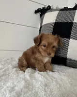 Tobby, a male Yorkipoo for sale in North Fairfield, OH – 1 of 4