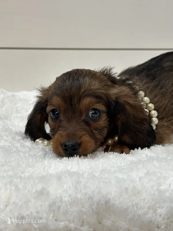 Ginger – Miniature Dachshund puppy for sale in North Fairfield, OH