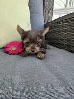 Spike, a male Yorkshire Terrier for sale in North Fairfield, OH – 6 of 6