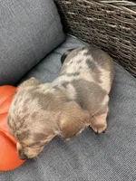 Oscar, a male Miniature Dachshund for sale in North Fairfield, OH – 4 of 6