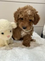 Penny, a female Poodle - Miniature  for sale in North Fairfield, OH – 6 of 6