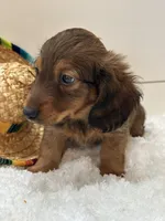 Tucker, a male Miniature Dachshund for sale in North Fairfield, OH – 1 of 8