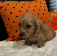 Chester, a male Miniature Dachshund for sale in North Fairfield, OH – 3 of 4