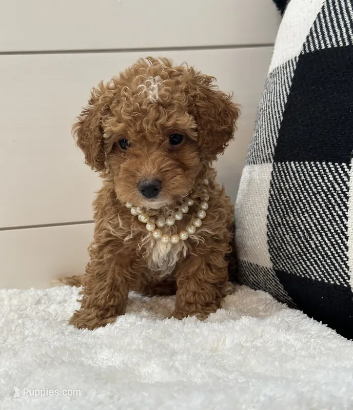 Penny – Poodle - Miniature  puppy for sale in North Fairfield, OH