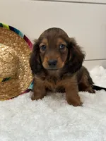 Tucker, a male Miniature Dachshund for sale in North Fairfield, OH – 8 of 8