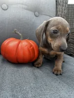 Franklin, a male Miniature Dachshund for sale in North Fairfield, OH – 4 of 6