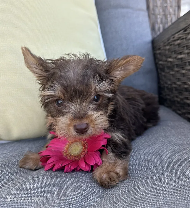Spike – Yorkshire Terrier puppy for sale in North Fairfield, OH
