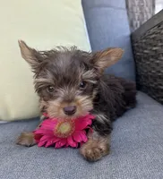 Spike, a male Yorkshire Terrier for sale in North Fairfield, OH – 1 of 6