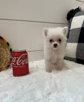 Nova, a female Pomeranian for sale in North Fairfield, OH – 3 of 4