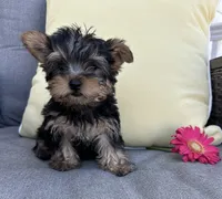 Brutus, a male Yorkshire Terrier for sale in North Fairfield, OH – 5 of 5