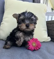 Brutus, a male Yorkshire Terrier for sale in North Fairfield, OH – 2 of 5