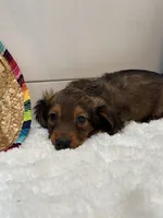 Tucker, a male Miniature Dachshund for sale in North Fairfield, OH – 2 of 8