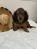 Tucker, a male Miniature Dachshund for sale in North Fairfield, OH – 6 of 8