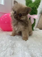 Fiona , a female Pomeranian for sale in North Fairfield, OH – Photo 4 of 4