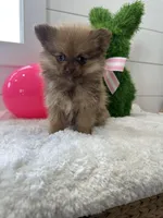 Fiona , a female Pomeranian for sale in North Fairfield, OH – Photo 1 of 4