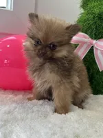 Fiona , a female Pomeranian for sale in North Fairfield, OH – Photo 2 of 4