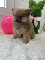 Fiona , a female Pomeranian for sale in North Fairfield, OH – Photo 3 of 4