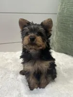 Tinker bell, a female Yorkshire Terrier for sale in North Fairfield, OH – Photo 2 of 4