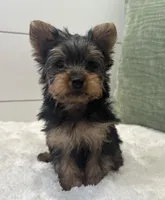 Tinker bell, a female Yorkshire Terrier for sale in North Fairfield, OH – Photo 4 of 4