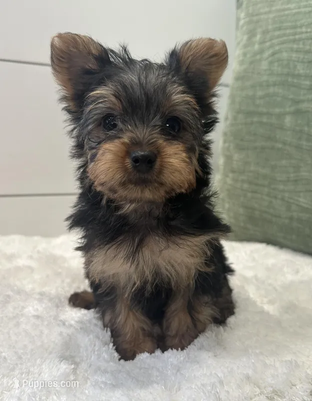 Tinker bell – Yorkshire Terrier puppy for sale in North Fairfield, OH