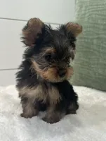 Tinker bell, a female Yorkshire Terrier for sale in North Fairfield, OH – Photo 3 of 4
