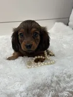Ginger, a female Miniature Dachshund for sale in North Fairfield, OH – 4 of 5