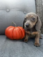Franklin, a male Miniature Dachshund for sale in North Fairfield, OH – 3 of 6