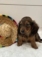 Tucker, a male Miniature Dachshund for sale in North Fairfield, OH – 7 of 8