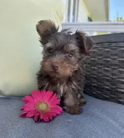 Rocky, a male Yorkshire Terrier for sale in North Fairfield, OH – 3 of 4