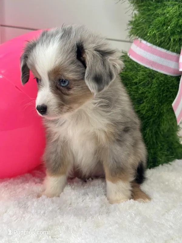 Paisley , a female Miniature American Shepherd for sale in North Fairfield, OH – Photo 1 of 4