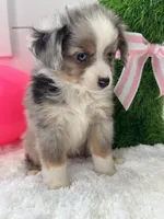 Paisley , a female Miniature American Shepherd for sale in North Fairfield, OH – Photo 3 of 4