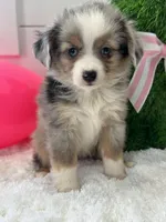 Paisley , a female Miniature American Shepherd for sale in North Fairfield, OH – Photo 4 of 4