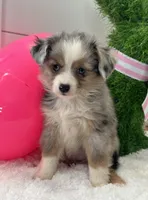 Paisley , a female Miniature American Shepherd for sale in North Fairfield, OH – Photo 2 of 4