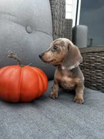 Oscar, a male Miniature Dachshund for sale in North Fairfield, OH – 2 of 6