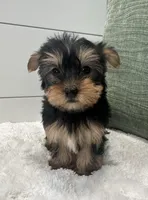 Belle, a female Yorkshire Terrier for sale in North Fairfield, OH – Photo 2 of 4