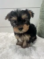 Belle, a female Yorkshire Terrier for sale in North Fairfield, OH – Photo 3 of 4