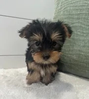 Belle, a female Yorkshire Terrier for sale in North Fairfield, OH – Photo 4 of 4