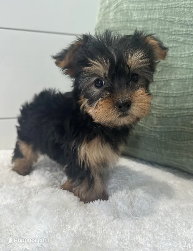 Belle – Yorkshire Terrier puppy for sale in North Fairfield, OH