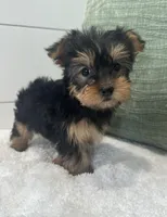 Belle, a female Yorkshire Terrier for sale in North Fairfield, OH – Photo 1 of 4