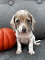 Olive, a female Miniature Dachshund for sale in North Fairfield, OH – 2 of 6