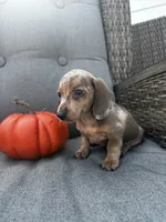 Oscar, a male Miniature Dachshund for sale in North Fairfield, OH – 3 of 6
