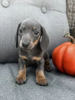 Tucker, a male Miniature Dachshund for sale in North Fairfield, OH – 3 of 7