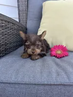 Spike, a male Yorkshire Terrier for sale in North Fairfield, OH – 5 of 6