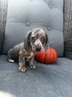 Winston, a male Miniature Dachshund for sale in North Fairfield, OH – 3 of 7