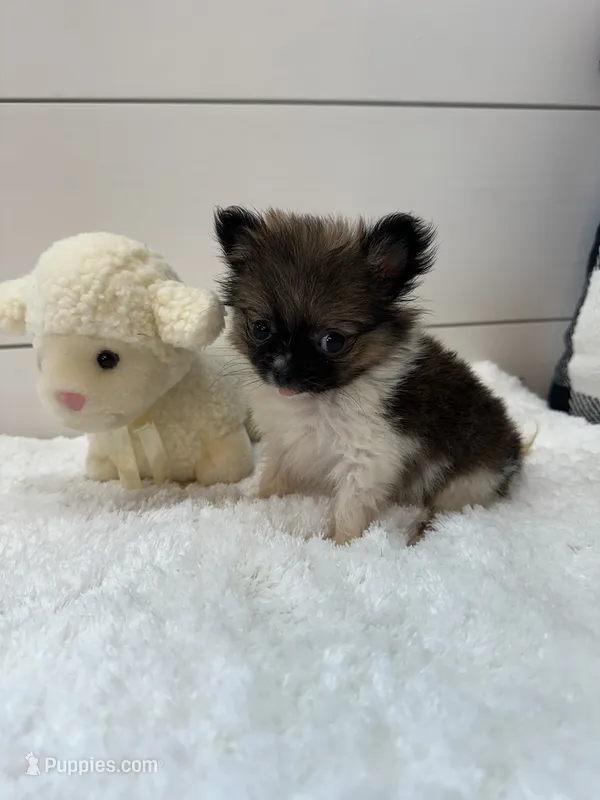 Rocky – Pomeranian puppy for sale in North Fairfield, OH