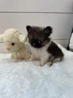 Rocky, a male Pomeranian for sale in North Fairfield, OH – 1 of 3